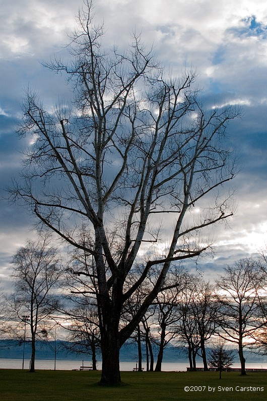 Baum im Kressbronner Strandbad